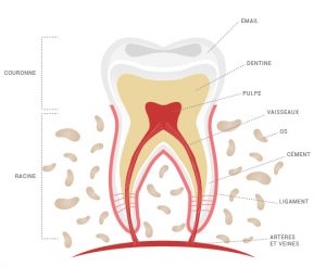 Anatomie dent