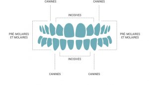 dentition